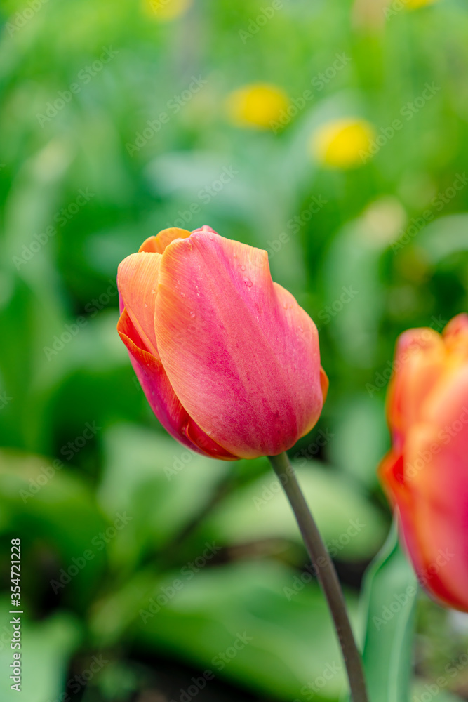 close up of tender blooming tulip flower wiht rain drops on petals close up of tender blooming tulip flower wiht rain drops on petals