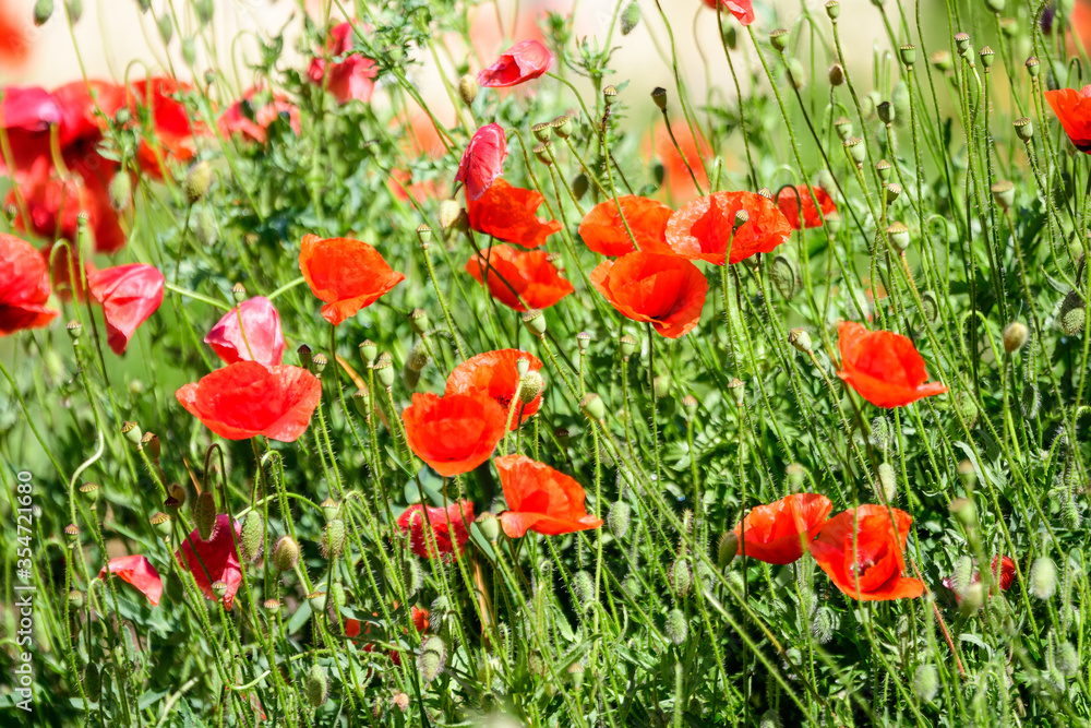 Fototapeta premium Close up of many red poppy flowers and blurred green leaves in a British cottage style garden in a sunny summer day, beautiful outdoor floral background photographed with soft focus.