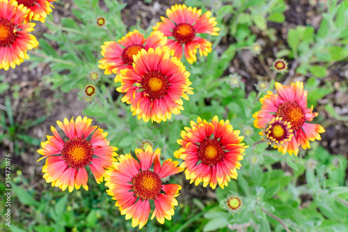 Many vivid red and yellow Gaillardia flowers  common name blanket flower  and blurred green leaves in soft focus  in a garden in a sunny summer day  beautiful outdoor floral background.