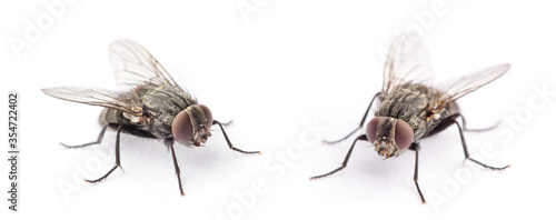 fly isolated on a white background © nata777_7