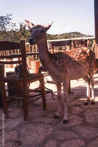 Fallow deer with growing antlers. Young male with spotted coat native to  island, Greece photo