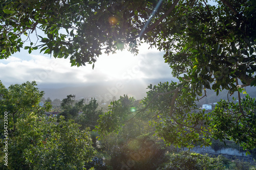 Sunlight trough green trees  Santa Cruz de La Palma  Spain