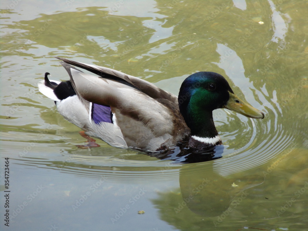 Obraz premium duck on the water