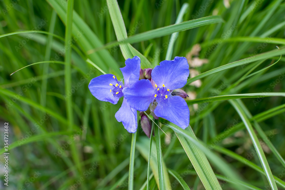 Close up of small blue flowers and green leaves of Tradescantia Virginiana plant, commonly known as Virginia spiderwort or Bluejacket in a sunny summer garden, beautiful outdoor floral background.