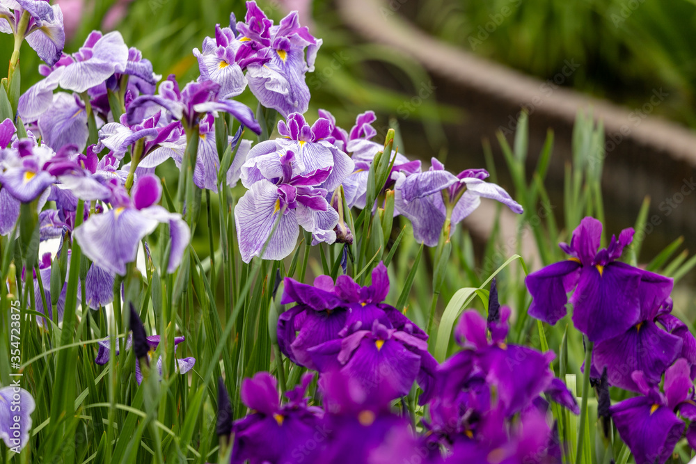 色鮮やかな菖蒲の花 東京都葛飾区 日本 色鮮やかな菖蒲の花 東京都葛飾区 日本