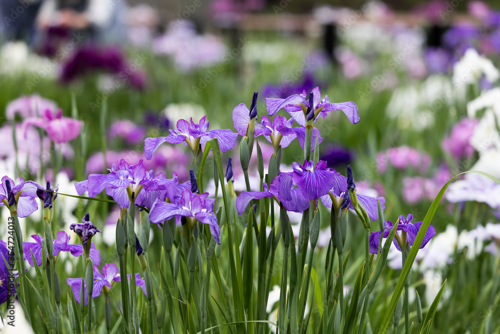 色鮮やかな菖蒲の花 東京都葛飾区 日本 色鮮やかな菖蒲の花 東京都葛飾区 日本