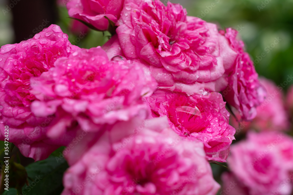 Obraz premium Pink roses with water drops after the rain 