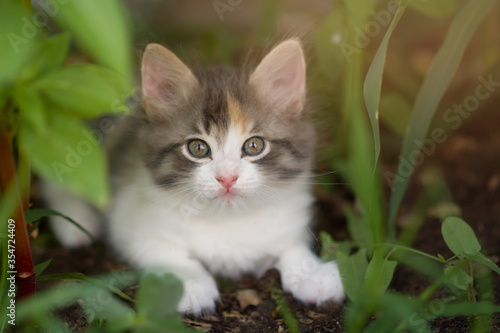 A beautiful multi-colored little kitten lies in the grass in the backyard. Copyspace