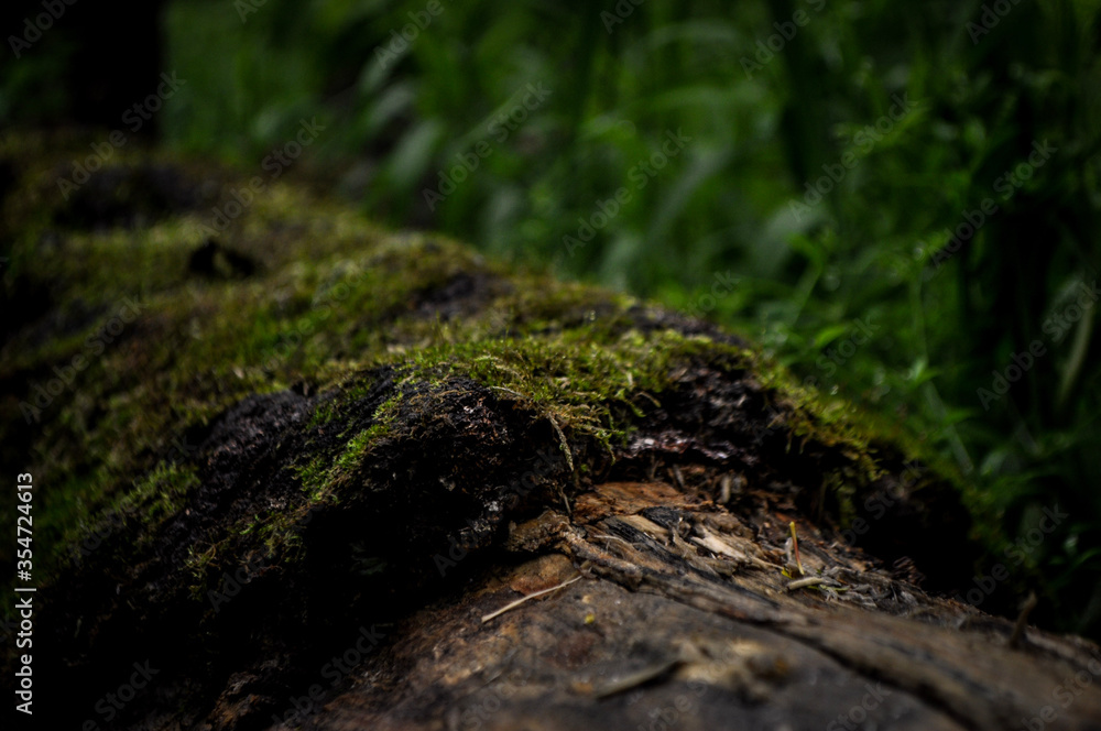 Moss on the tree Moss on the tree