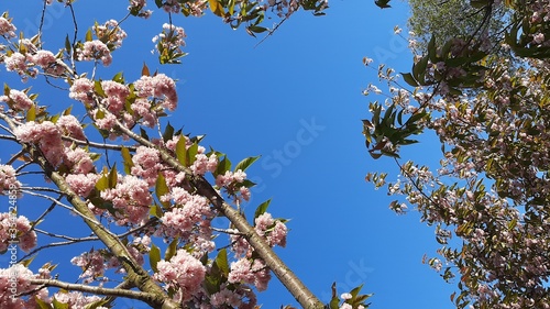 Beautiful sakura flower or cherry blossom in summer. sakura tree flower on blue sky.