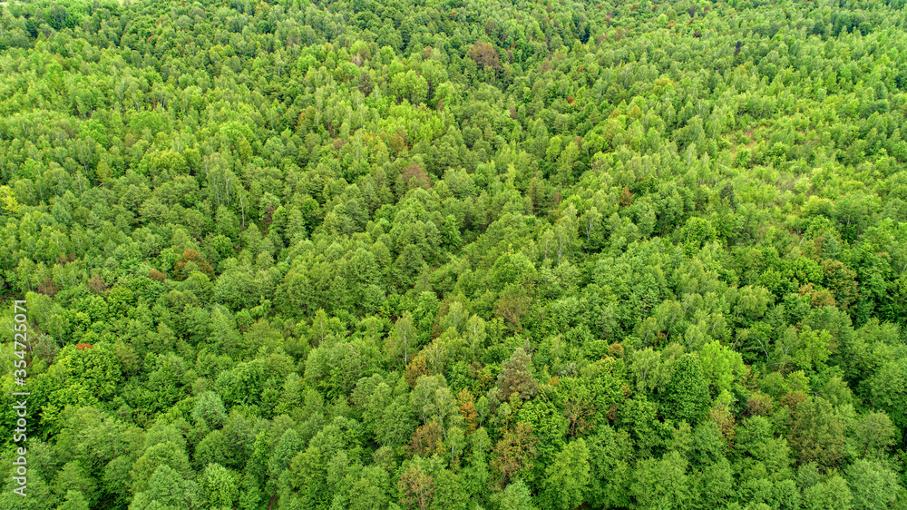 Green fresh forest from above. Green fresh forest from above.
