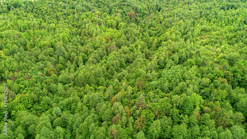 Green fresh forest from above. © Denis Rozhnovsky