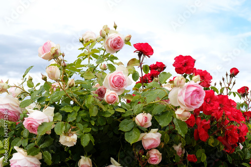 Rosas rojas y rosas con cielo