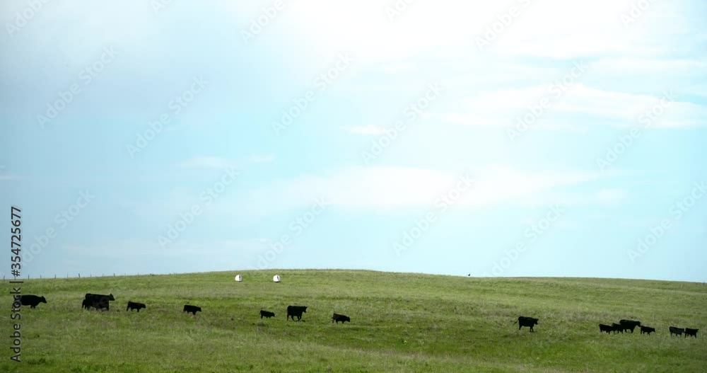 black cattle trail in line to food on ranch on prairie in summer black cattle trail in line to food on ranch on prairie in summer