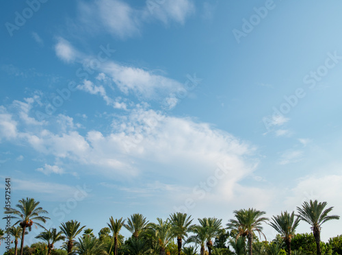 Tropical background of palm trees against blue sky.