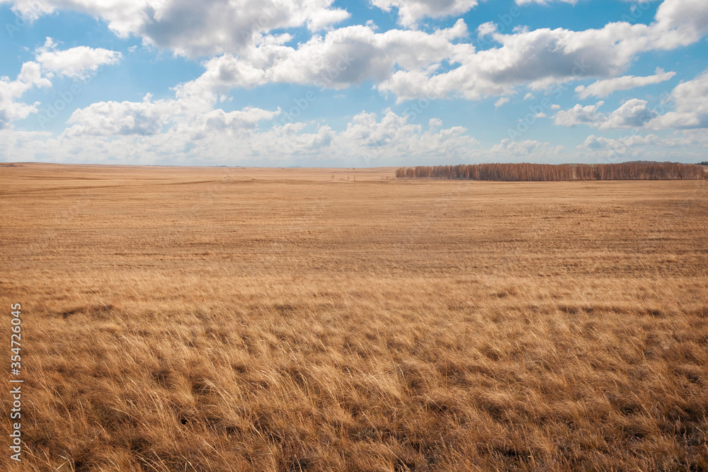 Flat Kazakh steppe in the summer. Scorched feather grass field to the horizon