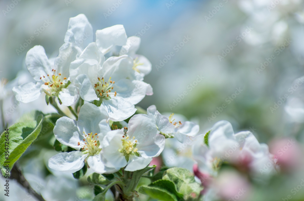 Spring Apple Blossom over blue sky.