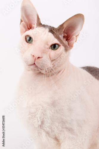 Don Sphynx cat on colored backgrounds