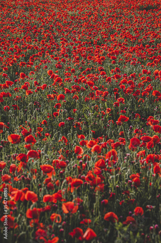 Huge field of blossoming poppies. Poppy field. Field of blossoming poppies. Blossoming poppies. Wonderful red flower poppy field. Summer landscape at sunny day