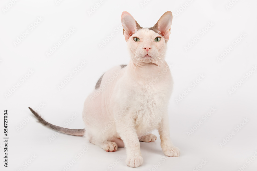 Don Sphynx cat on colored backgrounds