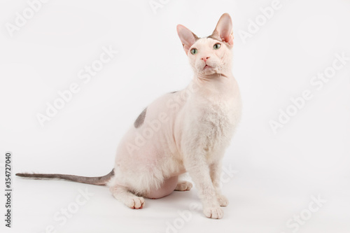 Don Sphynx cat on colored backgrounds © Aleksand Volchanskiy