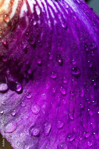 water drops on purple flower petal