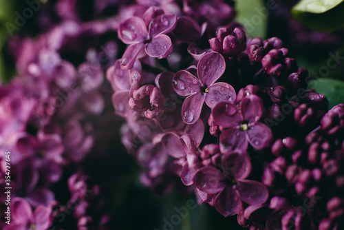 Fresh beautiful bouquet of dark purple lilac with dew. Beautiful little flowers by the window.