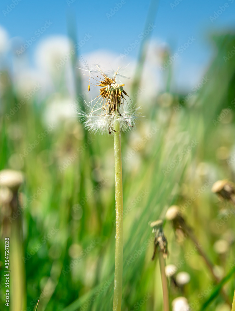 dandelions on a green field in summer time dandelions on a green field in summer time