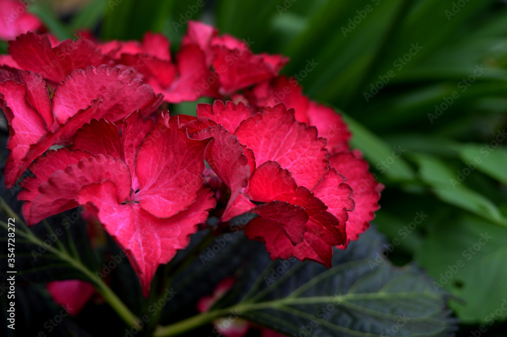 Landscape photo of bright pink hydrangea flower Landscape photo of bright pink hydrangea flower