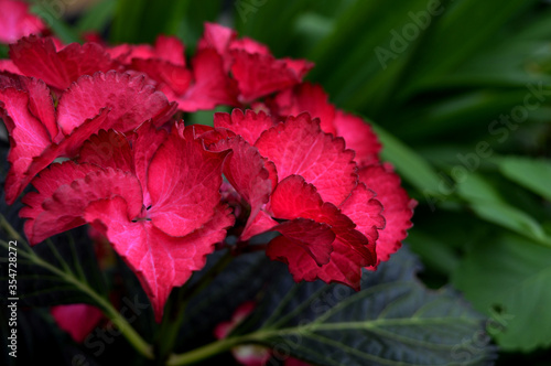 Landscape photo of bright pink hydrangea flower 