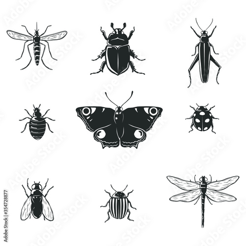Collection of different types of insects isolated on white. Vector illustration.