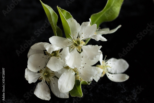 White flowers of yellow cherry plums also known as mirabelle plums.