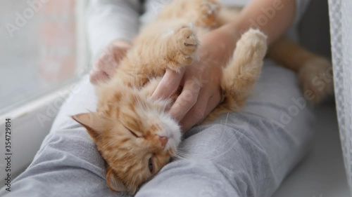Woman is stroking cute ginger cat on windowsill. Fluffy pet purring with pleasure. Cozy home.