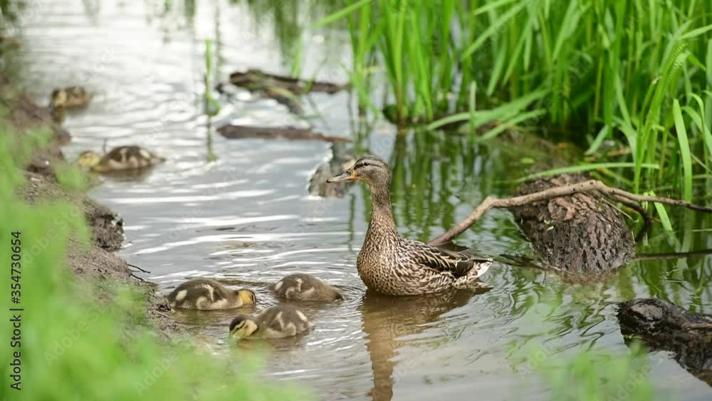 wild duck with little ducklings swims hunts and guards on a forest lake
wild duck with little ducklings swims hunts and guards on a forest lake