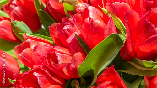 closeup on red tulips