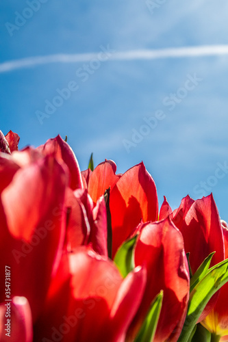 red tulips and blue sky