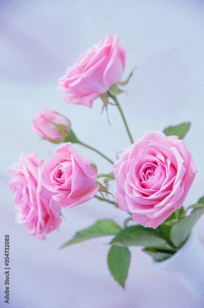 Pink roses in soft color, Made with blur style for background Pink roses in soft color, Made with blur style for background