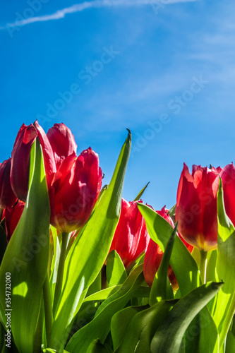 red tulips and blue sky
