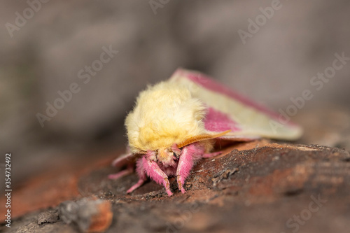 Fototapeta Naklejka Na Ścianę i Meble -  Beautiful Rosy Maple Moth (Dryocampa Rubicunda)