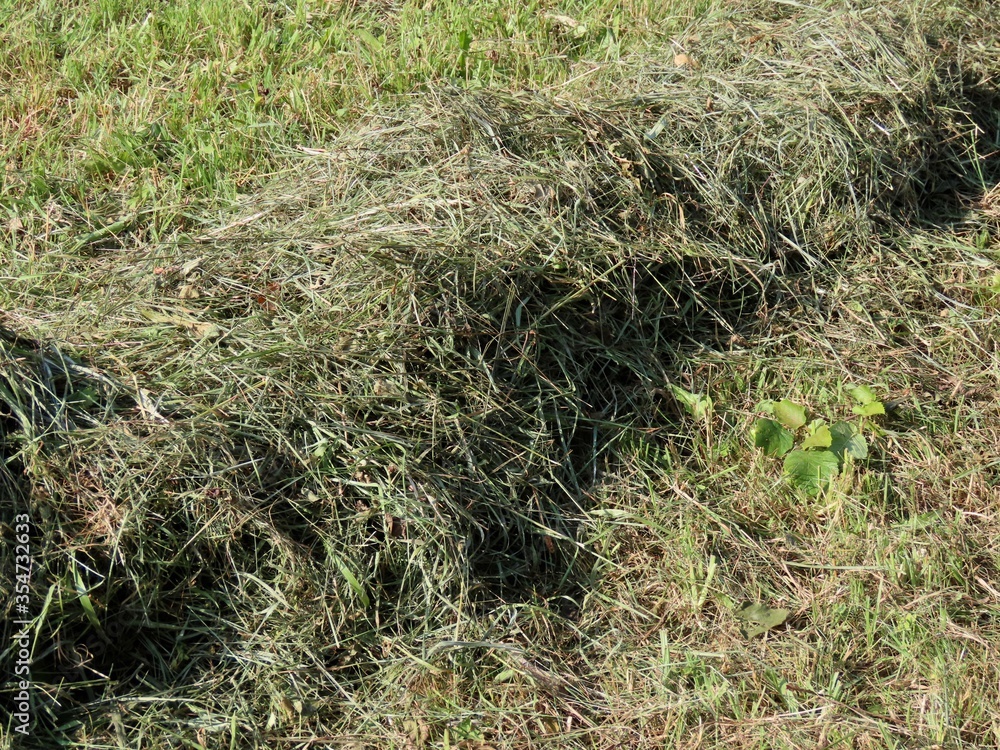 Hay drying in sun Hay drying in sun