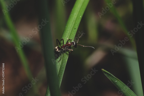 Close up view with ant that crawling on grass