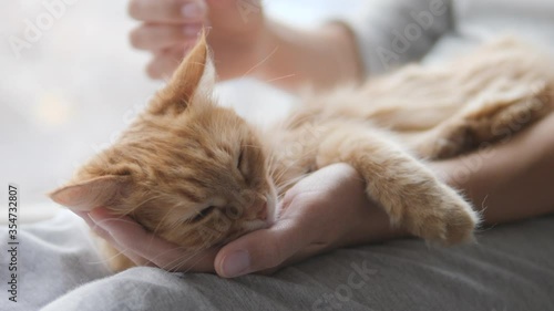 Woman is stroking cute ginger cat on windowsill. Fluffy pet purring with pleasure. Cozy home.