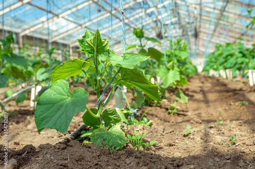 growing organic cucumbers plants without chemicals and pesticides in a greenhouse on the farm, healthy vegetables with vitamins