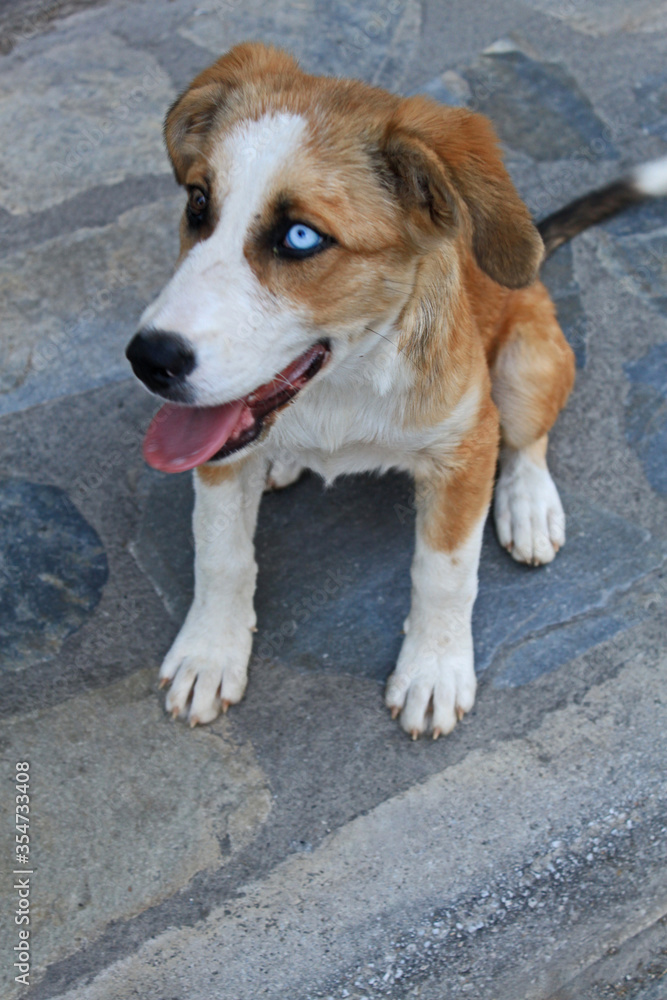 Unique stray dog with different eye colors Unique stray dog with different eye colors