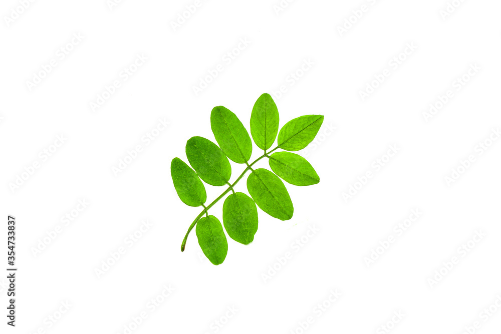 Small branch of acacia with fresh leaves isolated on white background.