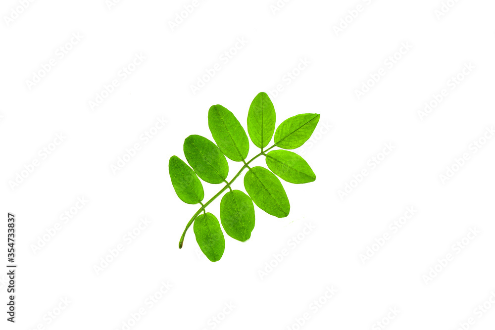 Small branch of acacia with fresh leaves isolated on white background. Small branch of acacia with fresh leaves isolated on white background.