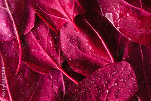 Red orache leaves close-up. Vegetable leaves background photo