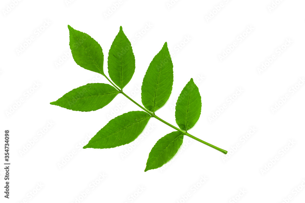 Fototapeta premium The leaves on the white background.