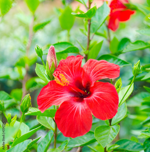 Beautiful Red Hibiscus flower on green natural background