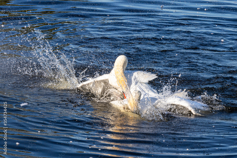 Obraz premium Revierkampf zweier Höckerschwäne
